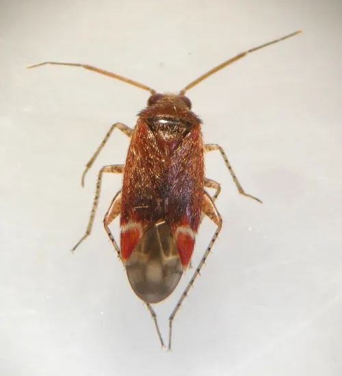 Psallus falleni