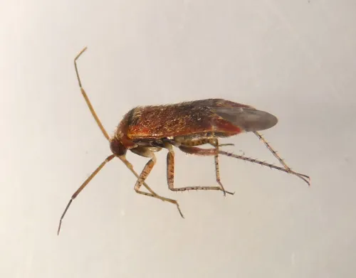 Psallus falleni - photo 2