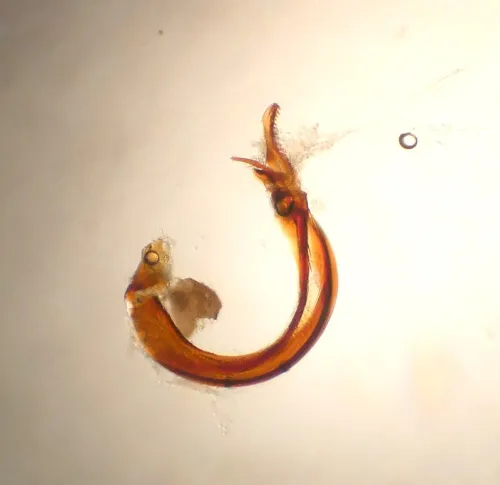 Psallus falleni - photo 3