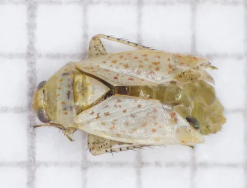 Psallus haematodes - photo 2