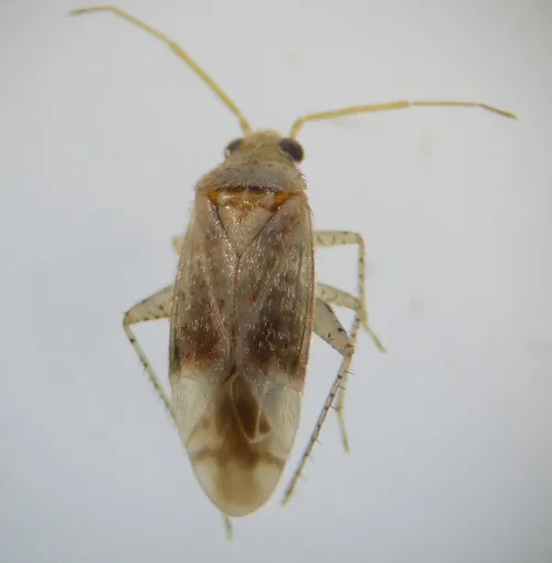 Psallus haematodes - photo 3