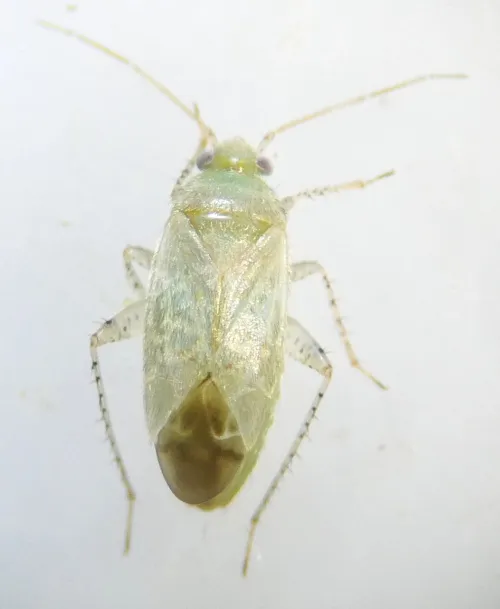 Psallus haematodes - photo 4