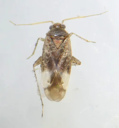 Psallus haematodes - photo 5