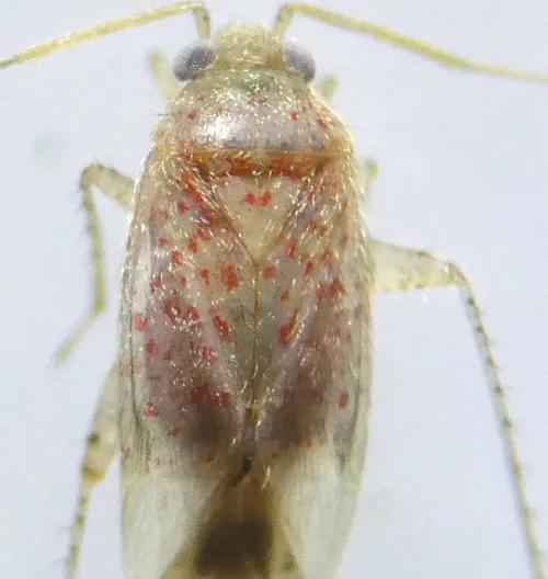 Psallus haematodes - photo 6