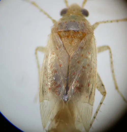 Psallus haematodes - photo 7