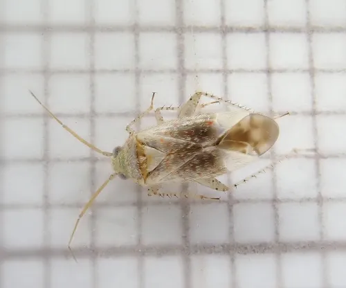 Psallus haematodes - photo 8