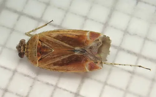 Psallus lucanicus