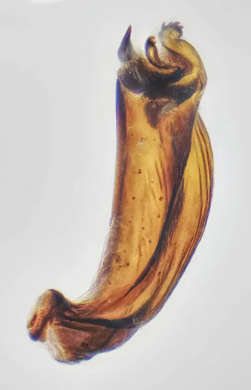 Psallus lucanicus - photo 2