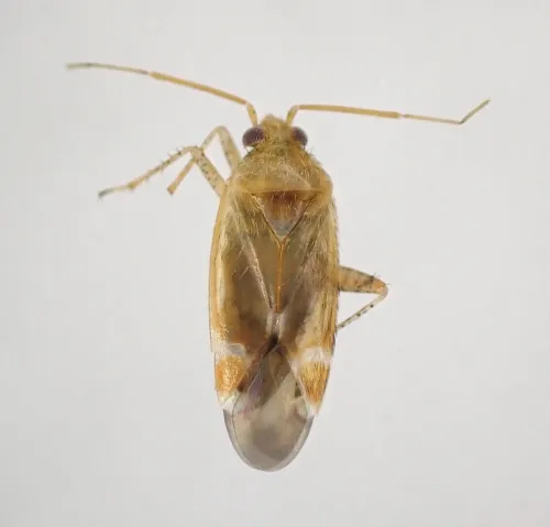 Psallus mollis