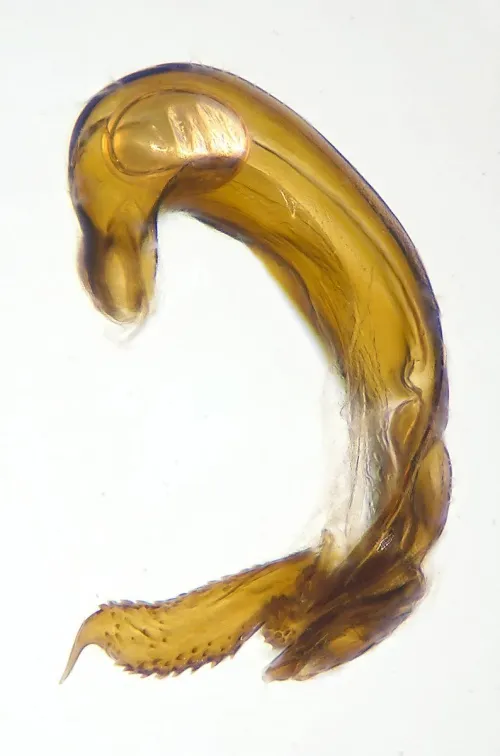Psallus mollis - photo 2