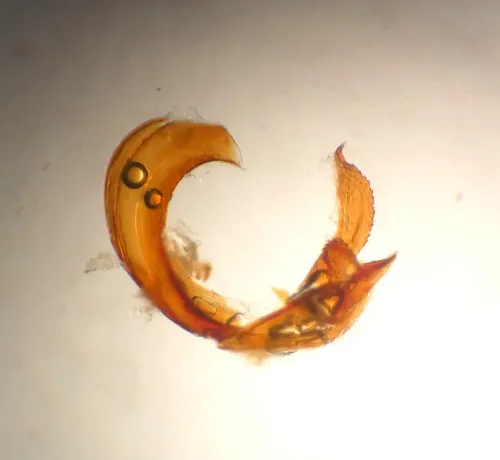 Psallus mollis - photo 3