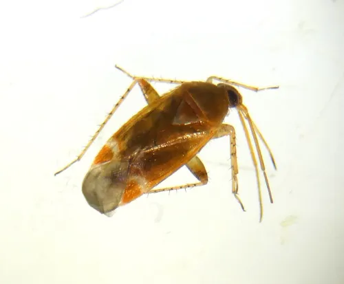 Psallus mollis - photo 4
