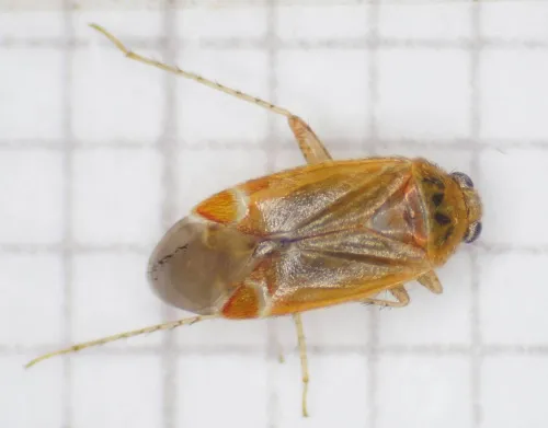 Psallus mollis - photo 5