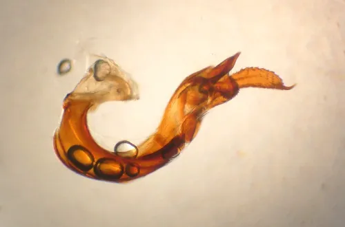 Psallus mollis - photo 6