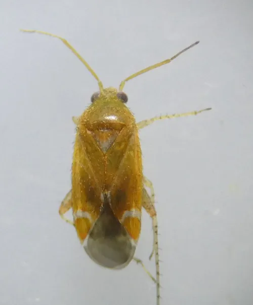 Psallus mollis - photo 7