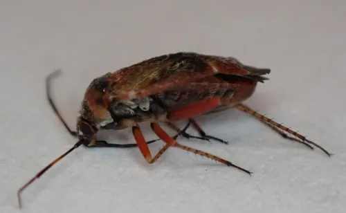 Psallus montanus