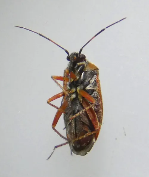 Psallus montanus - photo 2