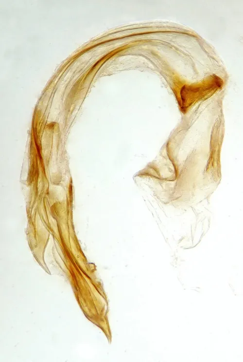 Psallus perrisi - photo 2