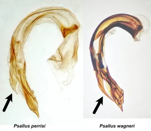 Psallus perrisi - photo 3