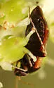 Psallus variabilis