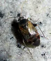 Psallus variabilis - photo 2