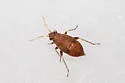 Psallus variabilis - photo 4