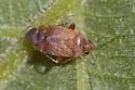Psallus variabilis - photo 5