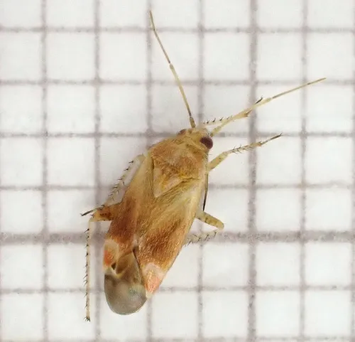 Psallus varians - photo 2