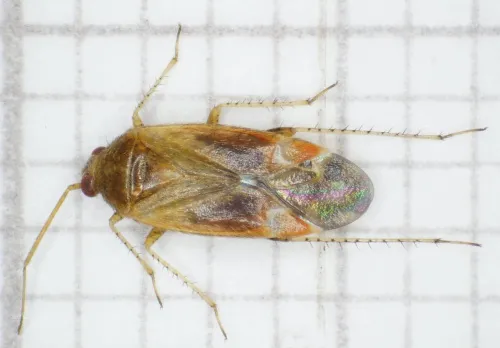 Psallus varians - photo 3