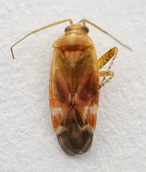 Psallus varians - photo 4