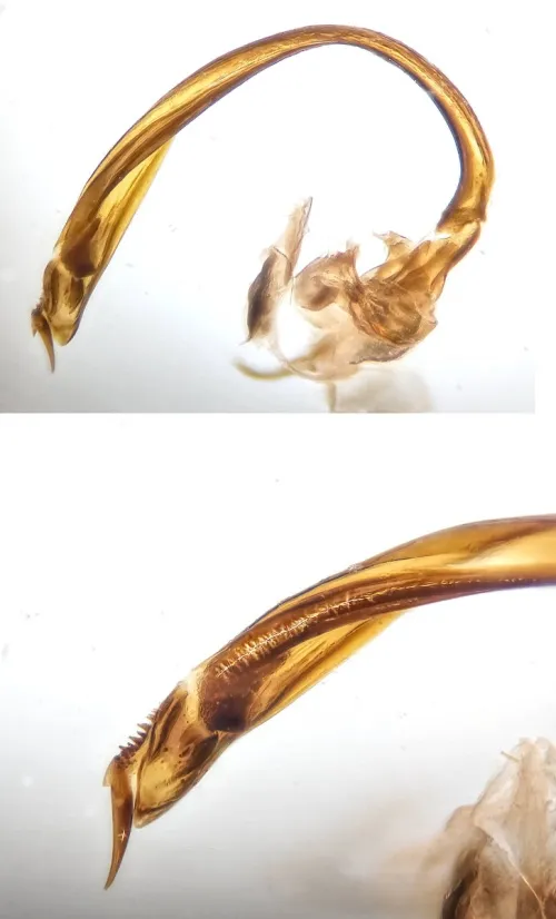 Psallus varians - photo 5
