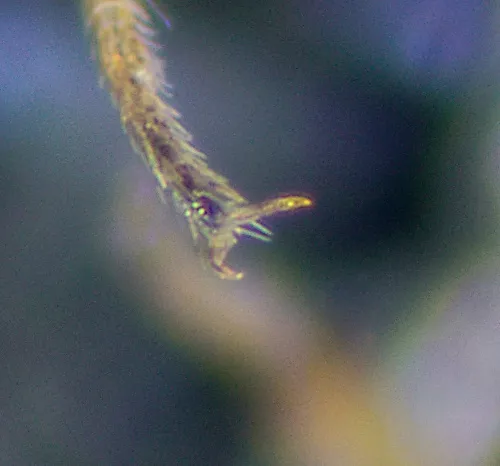 Psallus varians - photo 6