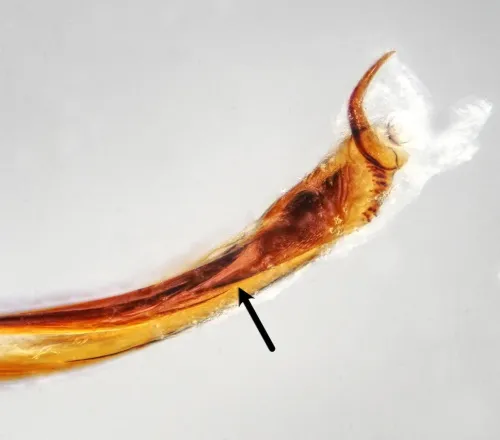 Psallus varians - photo 8