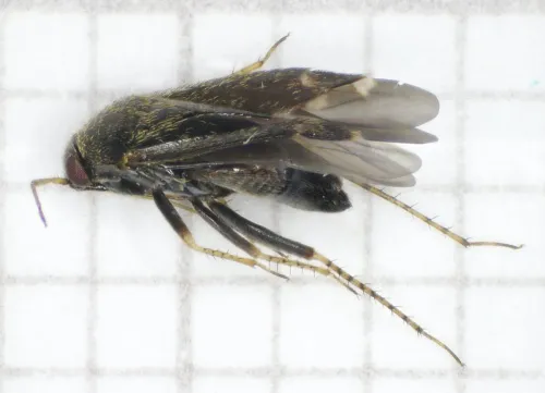 Psallus wagneri - photo 2