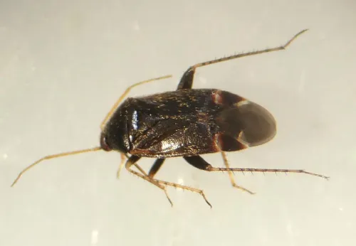 Psallus wagneri - photo 3