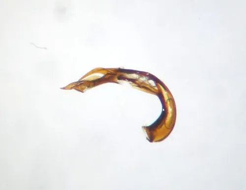 Psallus wagneri - photo 4