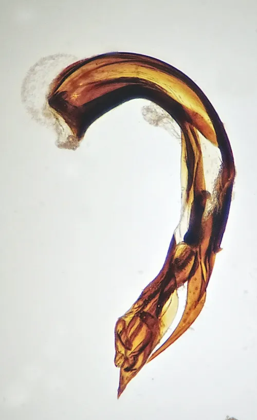 Psallus wagneri - photo 5