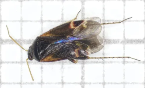 Psallus wagneri - photo 6