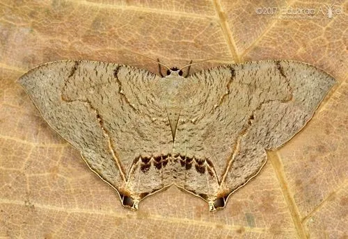 Psamathia placidaria - Hodges#7657.1