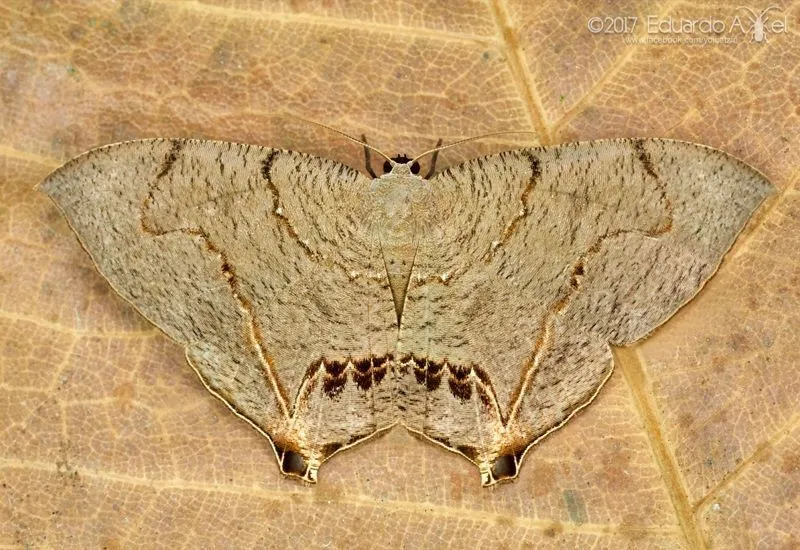 Psamathia placidaria - Hodges#7657.1 - photo 2