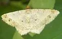 Dot-lined Angle - Hodges#6332 - photo 3