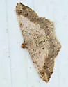 Dot-lined Angle - Hodges#6332 - photo 4