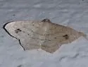 Psamatodes atrimacularia - Hodges#6328.1