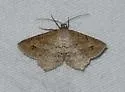 Psamatodes atrimacularia - Hodges#6328.1 - photo 4