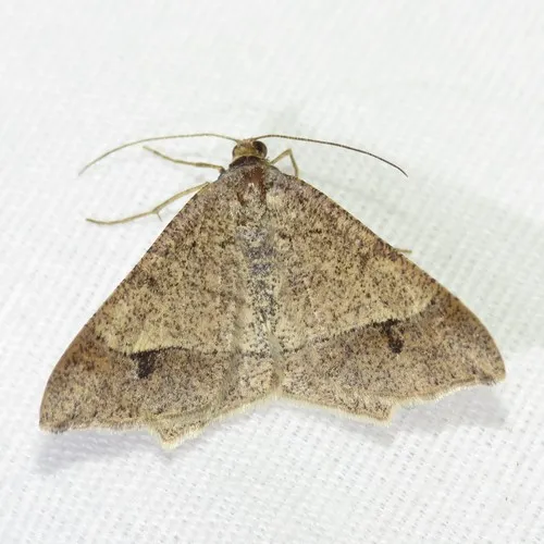 Psamatodes everiata - Hodges#6333 - Psamatodes everiata