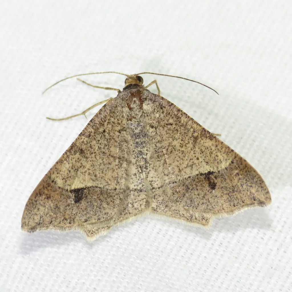 Psamatodes everiata - Hodges#6333 - photo 2