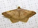 Psamatodes trientata - Hodges#6332.1