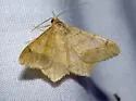 Psamatodes trientata - Hodges#6332.1 - photo 2