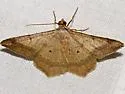 Psamatodes trientata - Hodges#6332.1 - photo 3