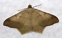 Psamatodes trientata - Hodges#6332.1 - photo 4